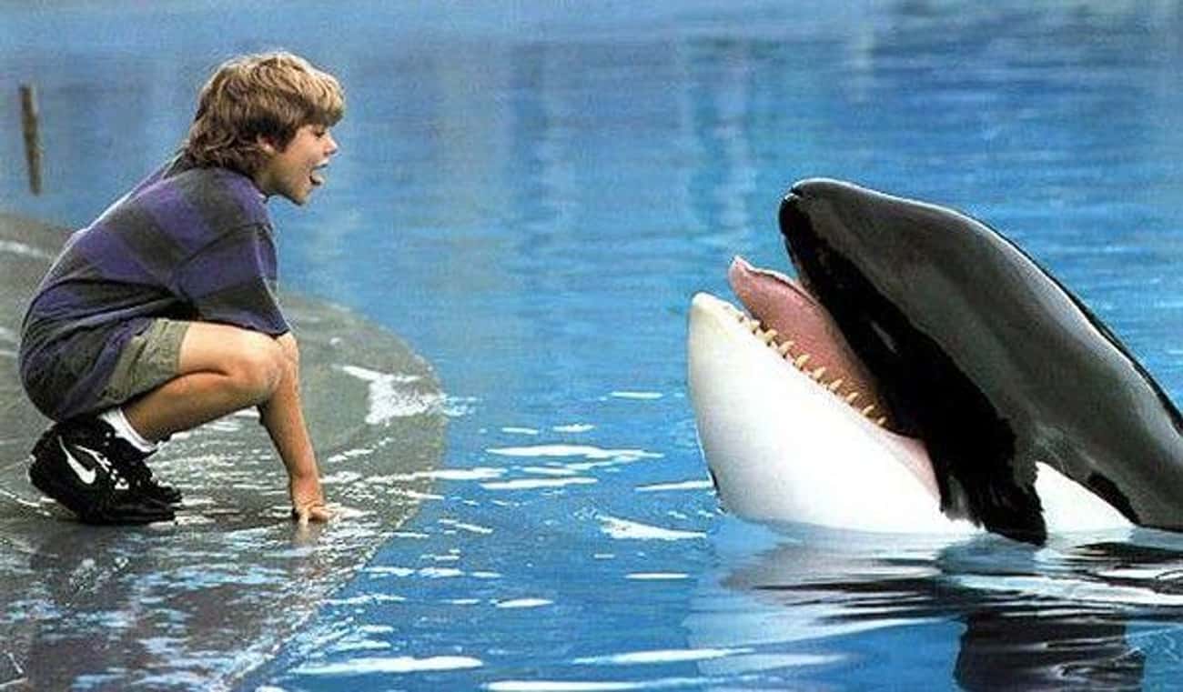 Whales In Captivity Will Thrive If They're Freed