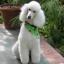 Poodle on Random Best Dogs for Allergies