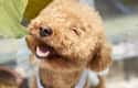 Poodle on Random Dog Breeds Would Be Sorted Into Which Hogwarts Houses