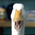 AFLAC duck on Random Most Memorable Advertising Mascots