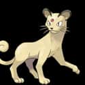 Persian on Random Best Cat-Like Pokemon