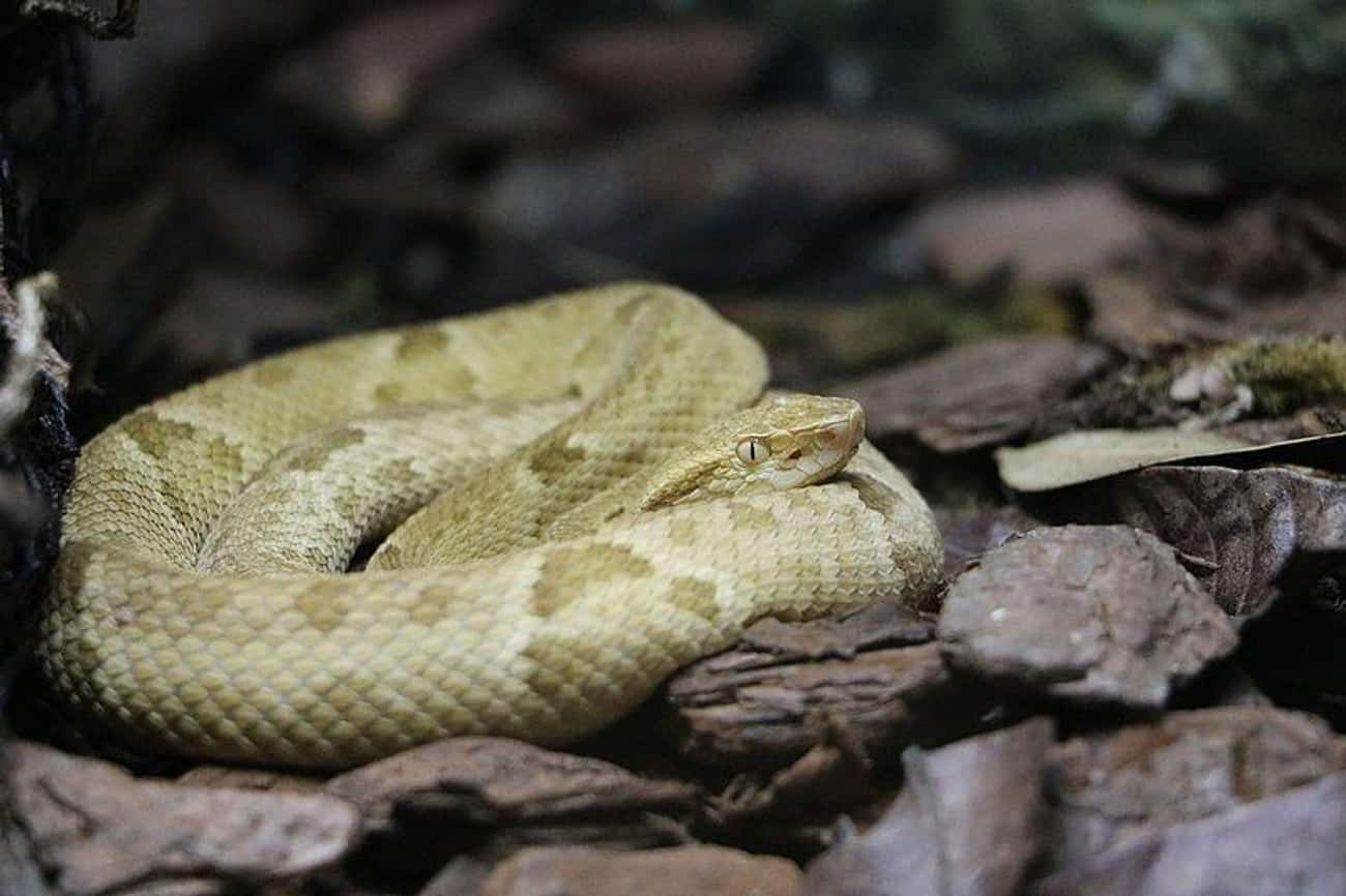 Brazil Has An Island With So Many Deadly Snakes, Human Entry Is (Nearly) Forbidden 