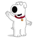 Brian Griffin on Random Best Family Guy Characters