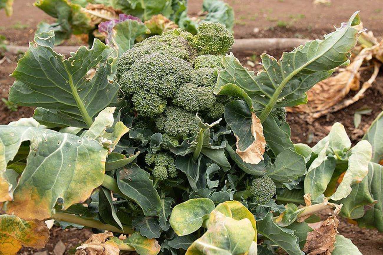 Broccoli, Cauliflower, Kale, Cabbage, And Brussels Sprouts All Come From Wild Mustard