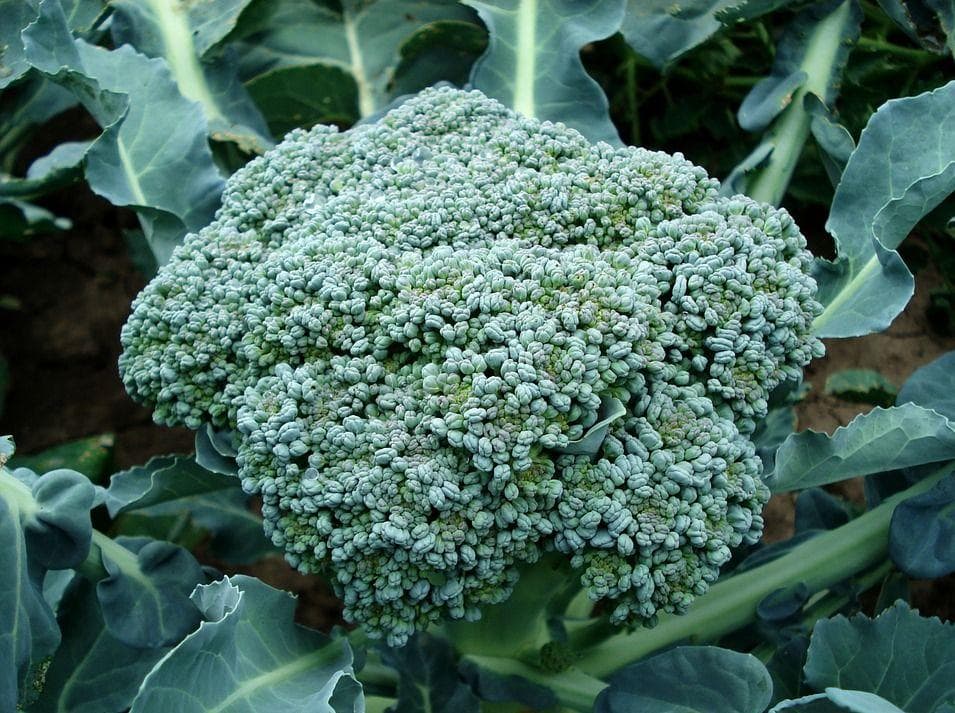 Broccoli on Random Best Things to Put in Ramen
