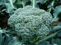 Broccoli on Random Healthiest Superfoods