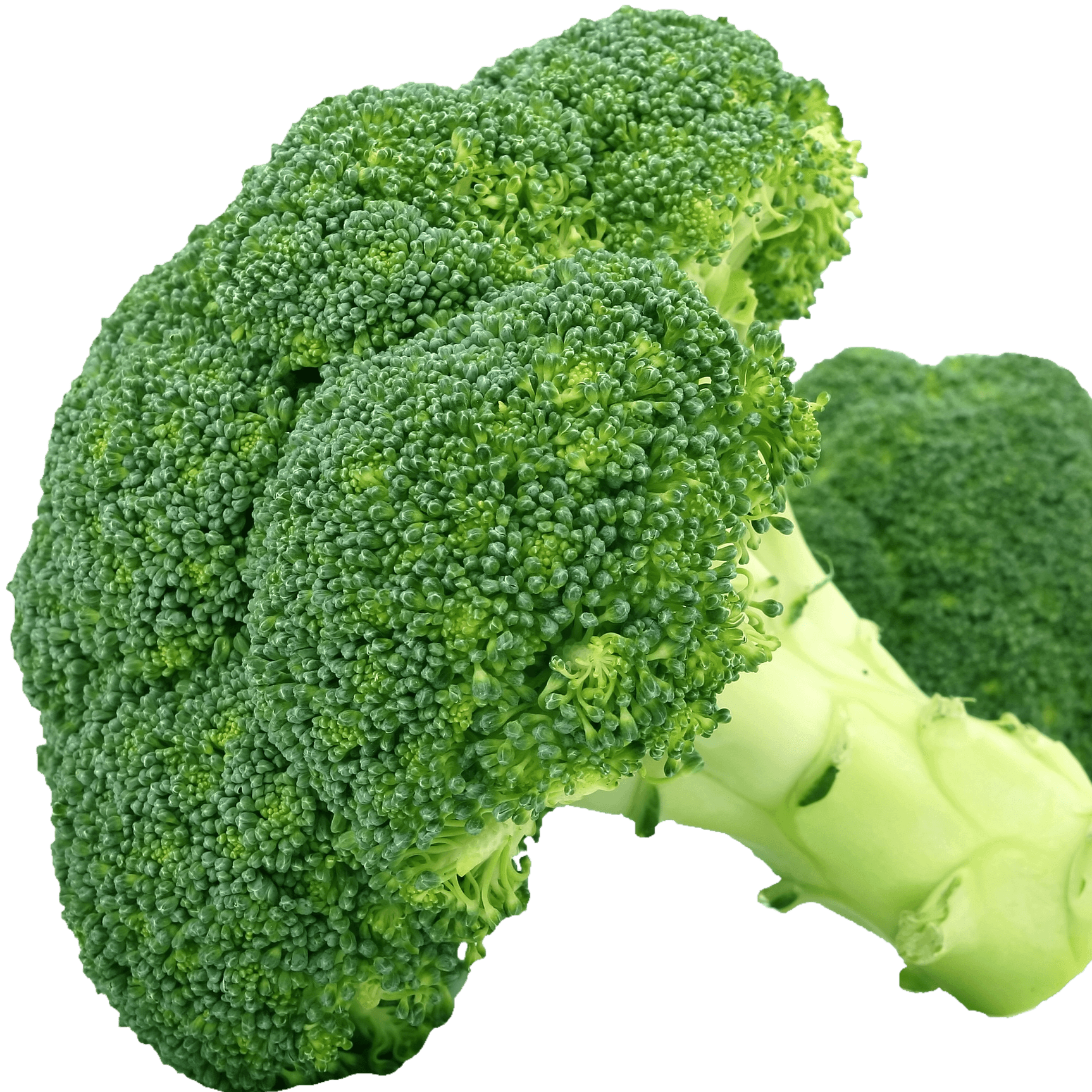 Broccoli