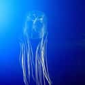 Box Jellyfish on Random Scariest Animals in the World