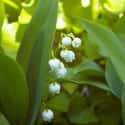 Lilly of the Valley on Random Best Flowers to Give a Woman