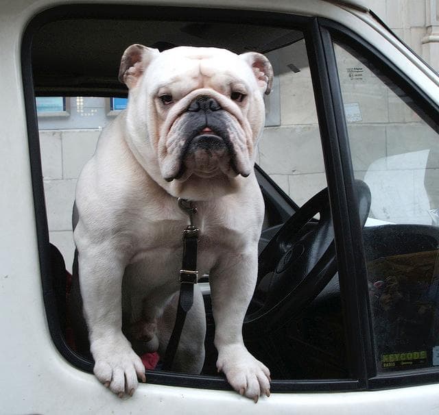 5 Most Popular Dog Breeds in New York City