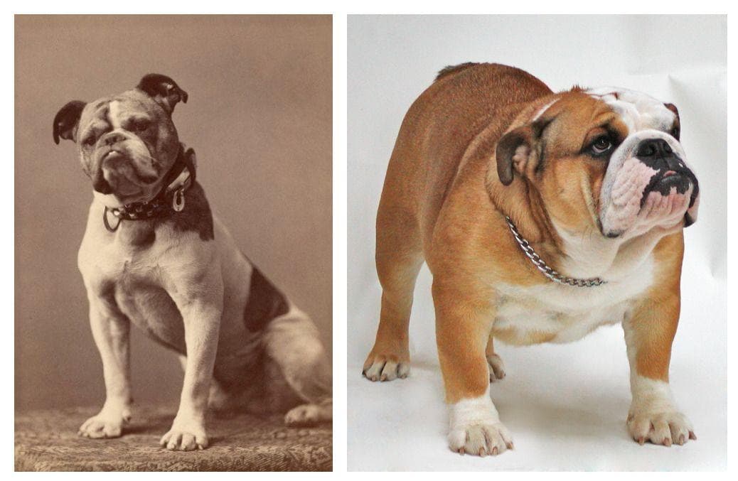 Dog breeds now and 100 hot sale years ago