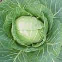 Cabbage on Random Healthiest Superfoods