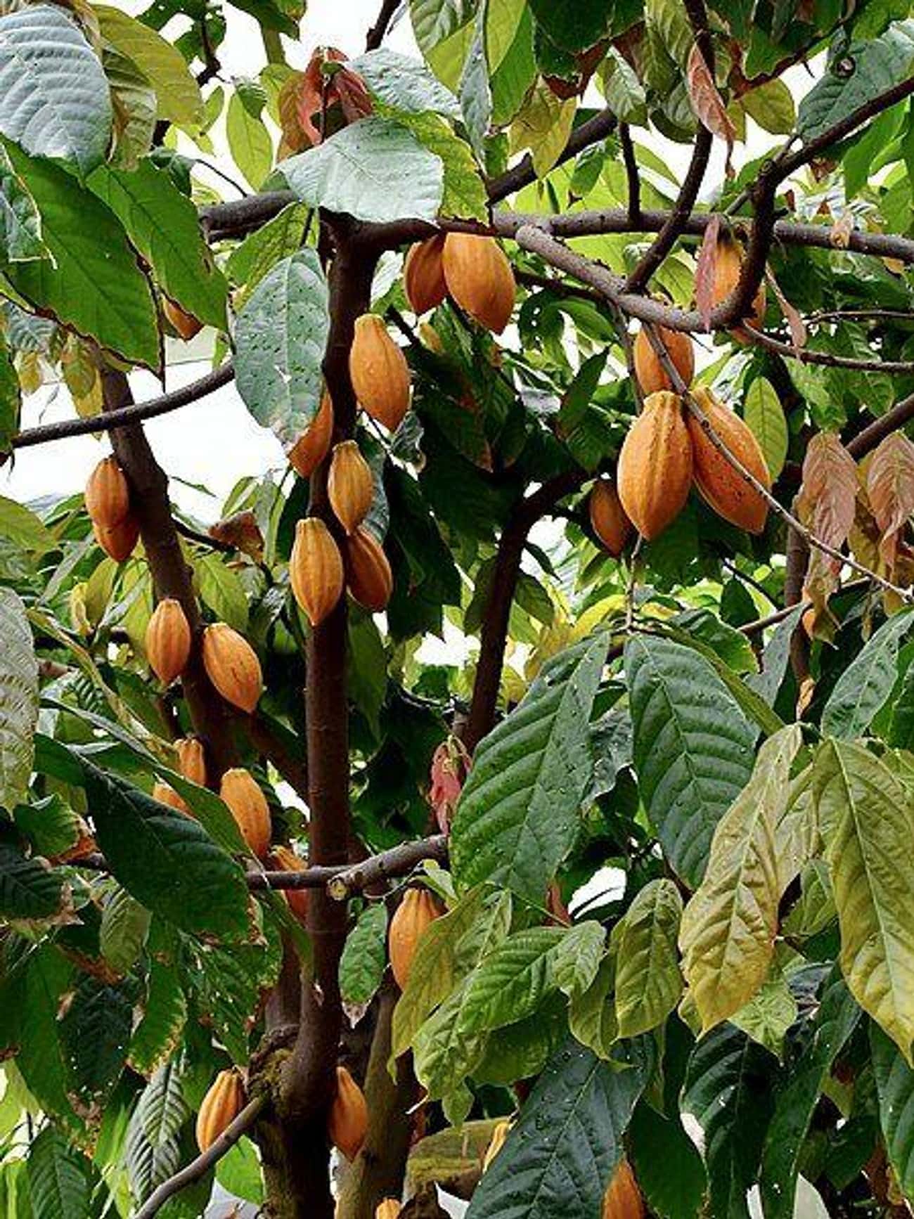 Humans Have Been Cultivating Cacao For Thousands Of Years