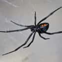 Black Widow Spider on Random Scariest Animals in the World