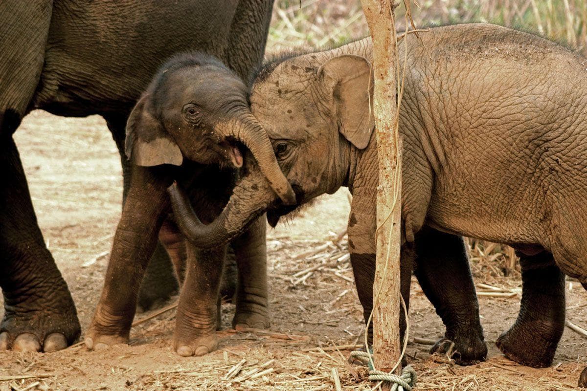 The Best of the Awwducational Subreddit, Ranked