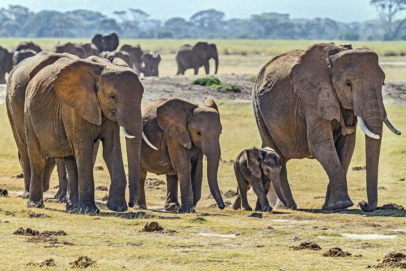 Elephant Grandmas Help Raise Their Grandaughters