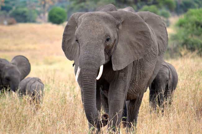 Are elephants megafauna?