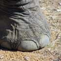 Elephant on Random Weird Animal Feet You Have To See To Believe