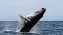 Whale on Random World's Most Beautiful Animals