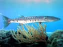 Barracuda on Random Deadliest Animals In Florida