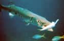 Barracuda on Random Most Poisonous Creatures In Sea