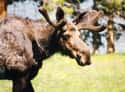 Moose on Random Animal Facts You Will Immediately Regret Learning