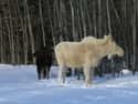 Moose on Random Incredible Albino (and Leucistic) Animals