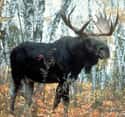 Moose on Random Most Deadly Animals