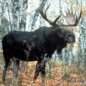 Moose on Random Most Deadly Animals