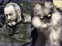 Davos Seaworth on Random Cats Who Look Like GoT Characters
