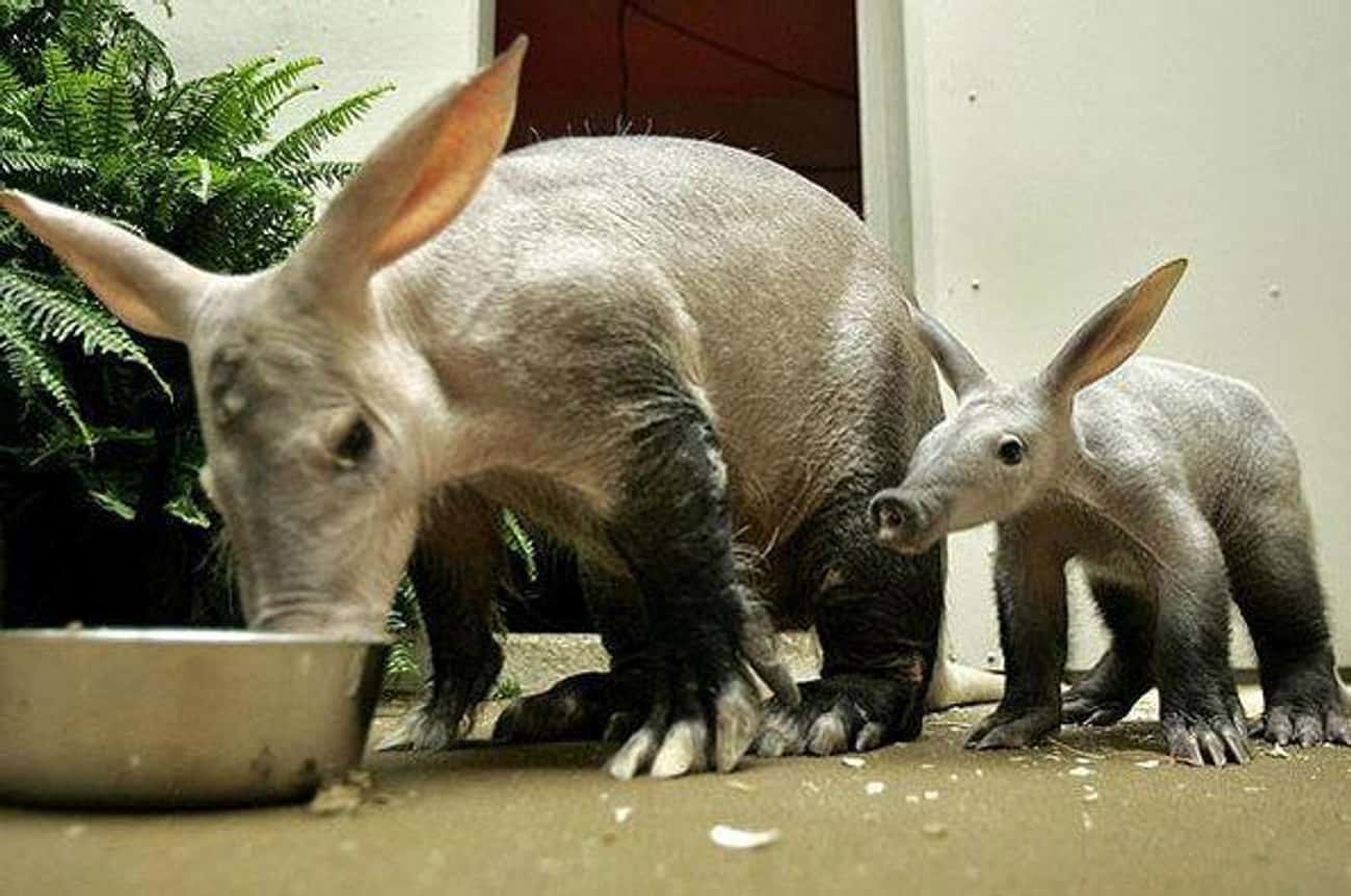 Aardvarks Build A Home For Their Pups