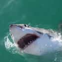 Great white shark on Random Scariest Animals in the World