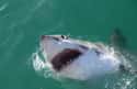 Great white shark on Random Oddly Terrifying Animal Mouths That Are Upsetting To Even Look At