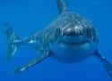 Great white shark on Random Animal Facts That Sound Fake, But Are 100% Legit