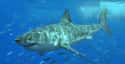 Great white shark on Random Scariest Types of Sharks in the World