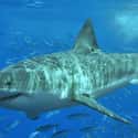 Great white shark on Random Scariest Types of Sharks in the World