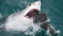 Great white shark on Random Scarier Facts About Most Terrifying Animals In World