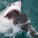 Great white shark on Random Scarier Facts About Most Terrifying Animals In World