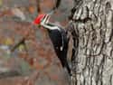 Woodpecker on Random Fascinating, Borderline Unbelievable Animal Brains