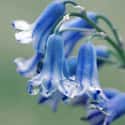 Hyacinthoides on Random Best Flowers to Give a Woman
