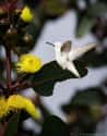 Hummingbird on Random Mind-Blowing Photos Of Half Albino (AKA Leucistic) Animals