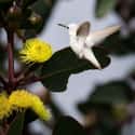 Hummingbird on Random Mind-Blowing Photos Of Half Albino (AKA Leucistic) Animals