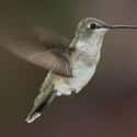 Hummingbird on Random Real Animals That Literally Have Superpowers
