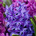Hyacinth on Random Best Flowers to Give a Woman