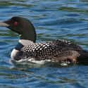 Loon on Random Scariest Types of Birds in the World
