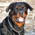 Rottweiler on Random Scariest-Looking Dogs in the World