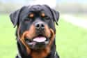 Rottweiler on Random Very Best Dog Breeds