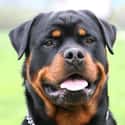 Rottweiler on Random Very Best Dog Breeds