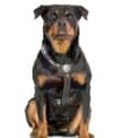 Rottweiler on Random Best Dog Breeds for Families