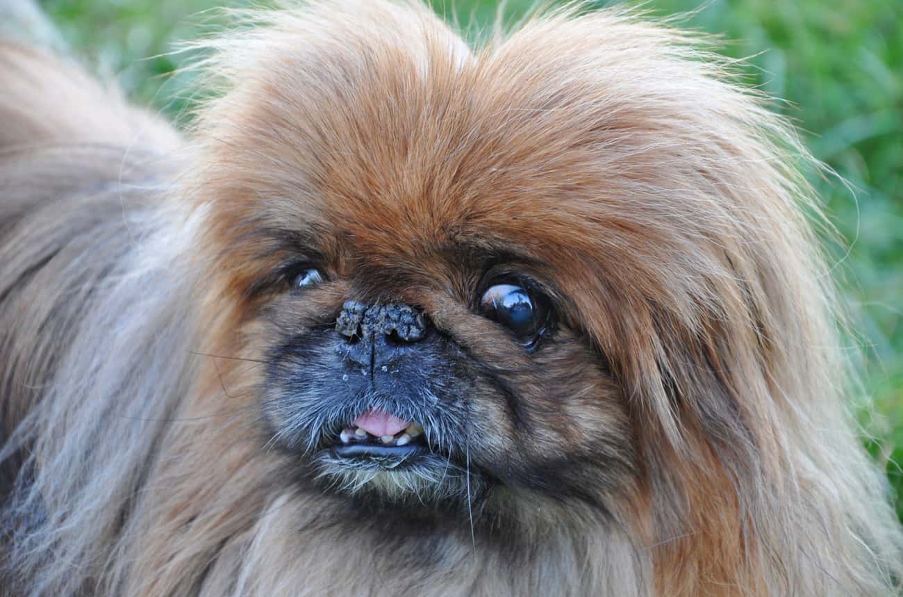 Brachycephalic Airway Obstruction Syndrome Makes Breathing Difficult For The Pekingese